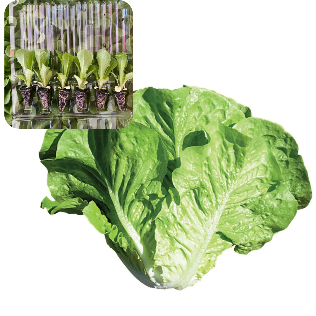 Düz Marul Fidesi 6 Adet