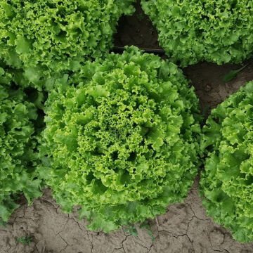 Kıvırcık Marul Fidesi 6 Adet