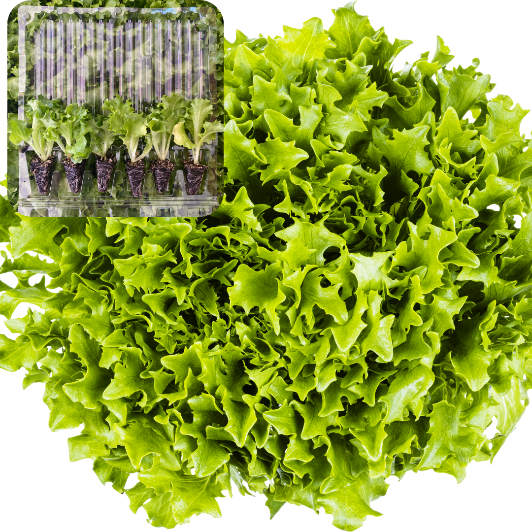 Kıvırcık Marul Fidesi 6 Adet