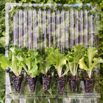 Kıvırcık Marul Fidesi 6 Adet