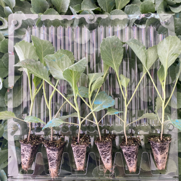 Beyaz Lahana Fidesi 6 Adet