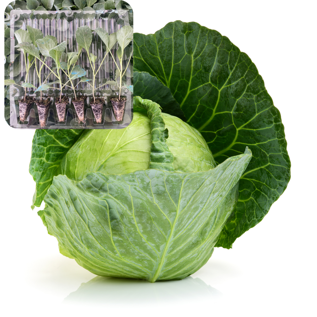 Beyaz Lahana Fidesi 6 Adet