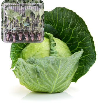 Beyaz Lahana Fidesi 6 Adet