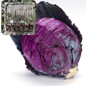 Kırmızı Lahana Fidesi 6 Adet