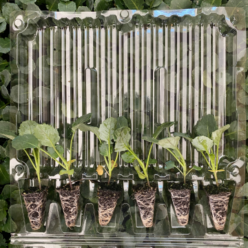 Brokoli Fidesi 6 Adet