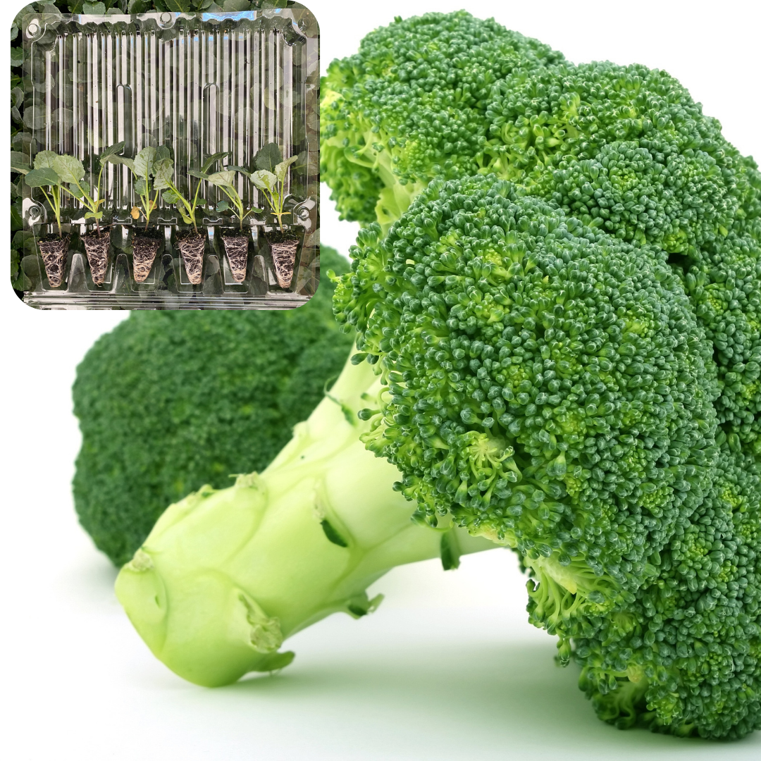 Brokoli Fidesi 6 Adet