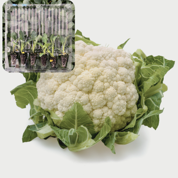 Karnabahar Fidesi 6 Adet