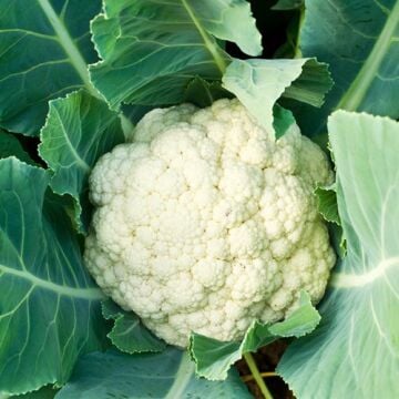 Karnabahar Fidesi 6 Adet