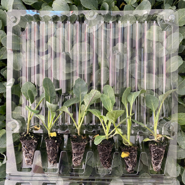 Karnabahar Fidesi 6 Adet