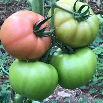 Filiz F1 Pembe Domates Fidesi