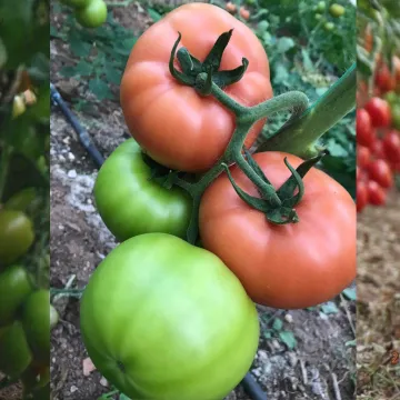 Filiz F1 Pembe Domates Fidesi