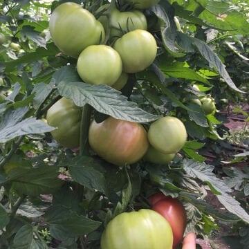 Gülizar F1 Pembe Domates Fidesi