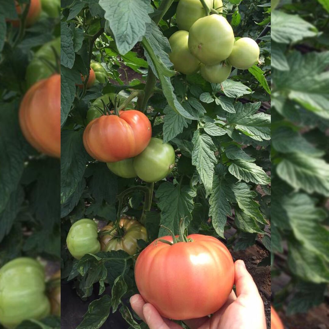 Gülizar F1 Pembe Domates Fidesi