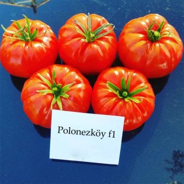 Polonezköy F1 Köy Domatesi Fidesi