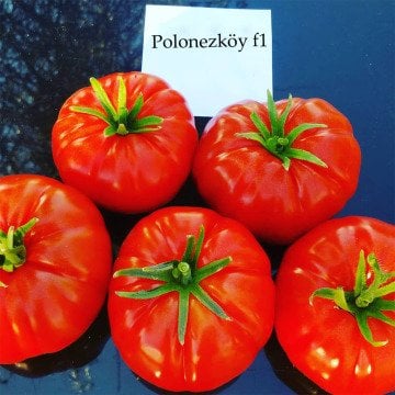 Polonezköy F1 Köy Domatesi Fidesi