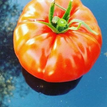 Polonezköy F1 Köy Domatesi Fidesi