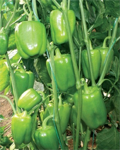 Başar F1 Dolma Biber Fidesi
