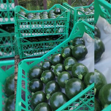 Gravity F1 Yuvarlak Siyah Kabak Tohumu 500 Adet