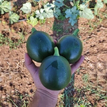 Gravity F1 Yuvarlak Siyah Kabak Tohumu 500 Adet