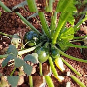 Gravity F1 Yuvarlak Siyah Kabak Tohumu 500 Adet