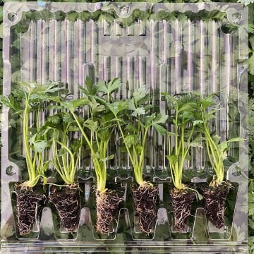 Kereviz Fidesi 6 Adet