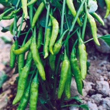 Aşağıbakan Cin Biberi Fidesi