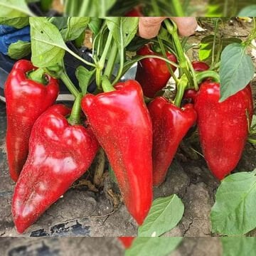 Postal İri Kapya Biber Tohumu 500 gr