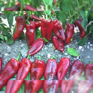 Postal İri Kapya Biber Tohumu 500 gr