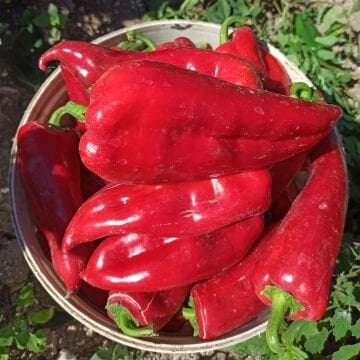 Postal Fil Kulağı Kapya Biber Tohumu 500 gr