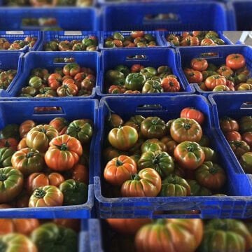 Marido F1 Köy Domatesi Tohumu 1000 Adet