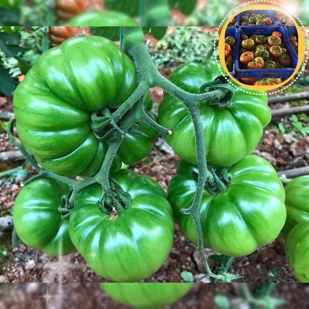 Marido F1 Köy Domatesi Tohumu 1000 Adet