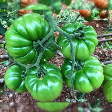 Marido F1 Köy Domatesi Fidesi