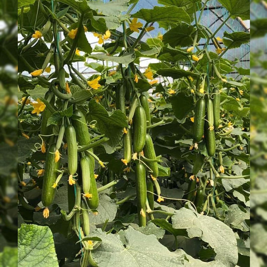 Kırlangıç F1 Silor Salatalık-Hıyar Tohumu 1000 Adet