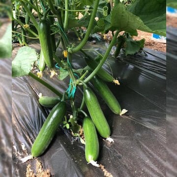 Kırlangıç F1 Silor Salatalık-Hıyar Fidesi