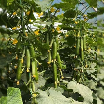 Kırlangıç F1 Silor Salatalık-Hıyar Fidesi