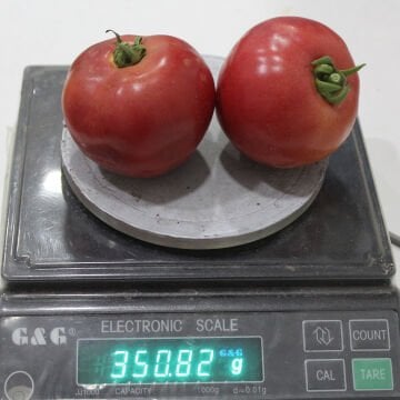 Gubse F1 Oturak Pembe Domates Tohumu 1000 Adet