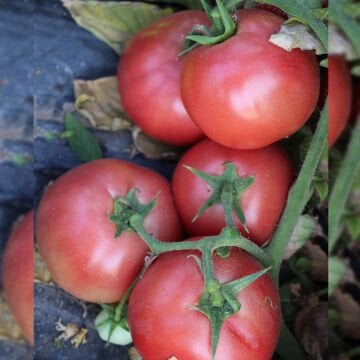 Gubse F1 Oturak Pembe Domates Tohumu 1000 Adet