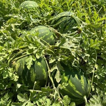 Leanca F1 Karpuz Fidesi