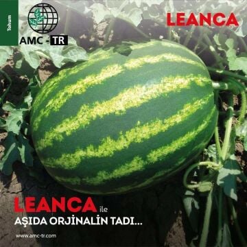 Leanca F1 Karpuz Fidesi