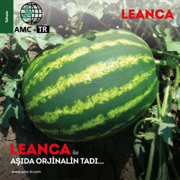 Leanca F1 Karpuz Fidesi