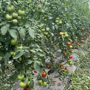 Tomris F1 Domates Tohumu 1000 Adet