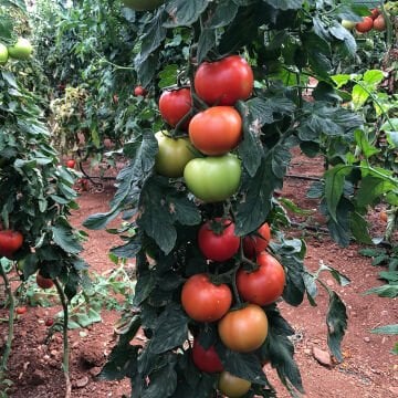 Tomris F1 Domates Tohumu 1000 Adet