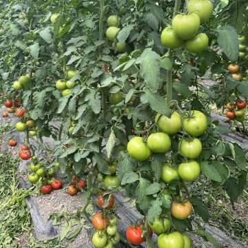 Tomris F1 Domates Tohumu 1000 Adet