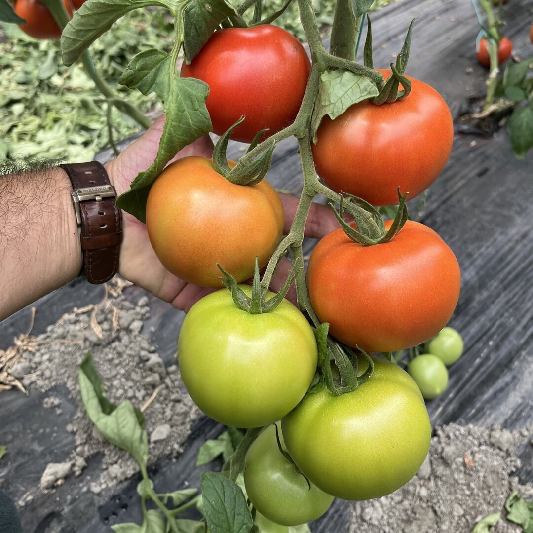 Tomris F1 Domates Tohumu 1000 Adet