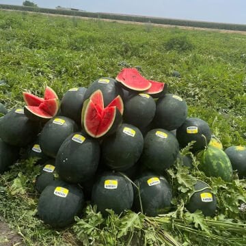 Karain F1 Karpuz Tohumu 1000 Adet