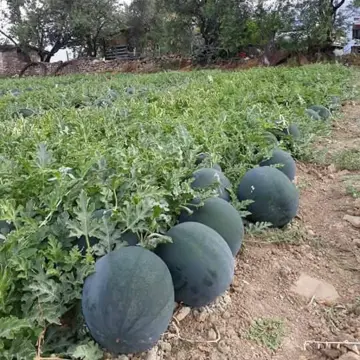 Karain F1 Karpuz Tohumu 1000 Adet