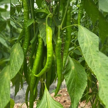 Uzun F1 Tatlı Sivri Biber Fidesi