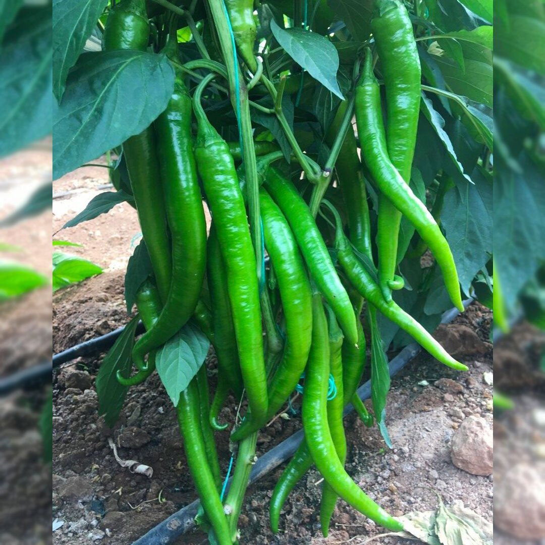 Uzun F1 Tatlı Sivri Biber Fidesi