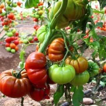 Esengül F1 Kahverengi Köy Domates Tohumu 1000 Adet