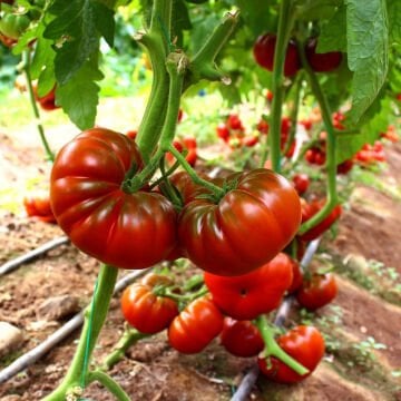 Esengül F1 Kahverengi Köy Domates Tohumu 1000 Adet